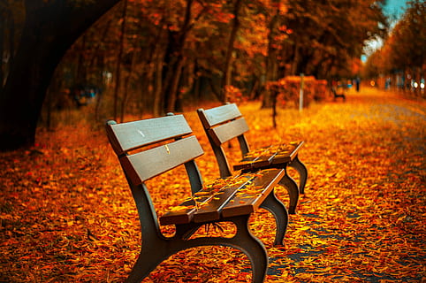 oranje, bladeren, twee, leeg, bankjes, bank, behang, herfst wallpapers, val achtergronden, park, herfst, vallen, gebladerte, blad, autum, boom, geel, lege straat, stoel, verandering, afwezigheid, focus op de voorgrond, deel van de plant, natuur, park - door de mens gemaakte ruimte, geen mensen, tafel, dag, hout - materiaal, bank in het park, fabriek, buitenshuis, 4K, CC0, publiek domein, royaltyvrij