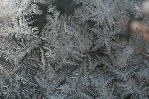 primer pla, foto, gris, planta de falguera, fotografia en escala de grisos, fulles, gelades, gel, patró, full, naturalesa, marc complet, fons, textura, cap gent, temperatura de fred, hivern, congelat, resum, dia, neu, a l'aire lliure, floc de neu, macro, finestra, color plata, 4K, CC0, domini públic, lliure de regalies