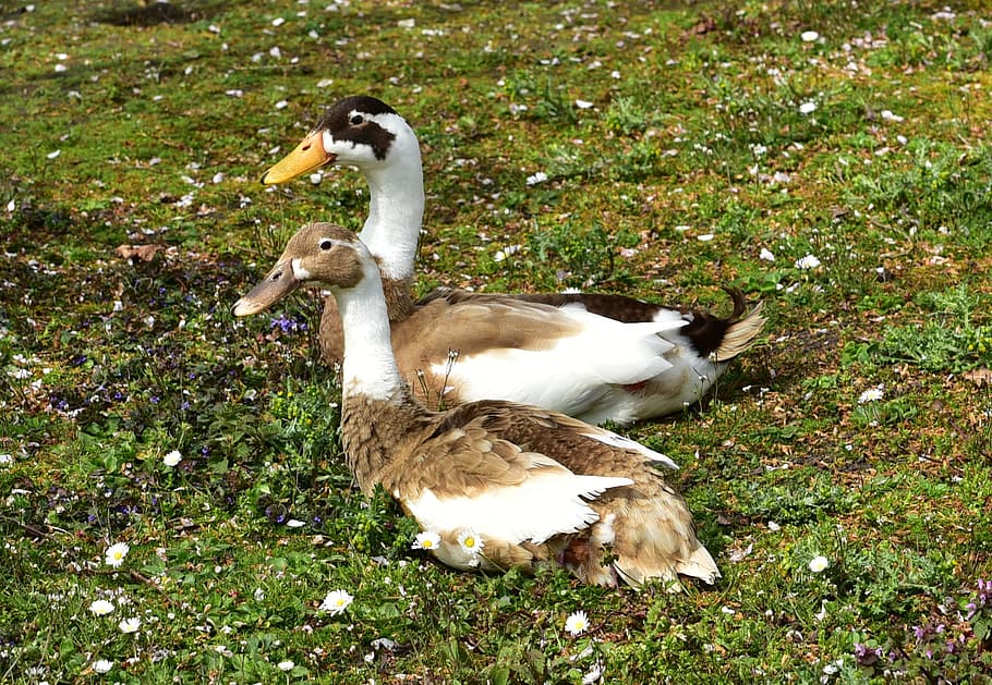 kaczka, para, Uwaga, pióro, obawy, brązowy, pośpiech, Zielony, świat zwierząt, reszta, dwa, ptak, zwierzę, Natura, gęś, trawa, dzikiej przyrody, na dworze, wodny ptak, zwierzęta i zwierzęta domowe, młody ptak, tematy zwierzęce, zwierzęta na wolności, gąsiątko, młode zwierzę, kręgowiec, grupa zwierząt, wylądować, roślina, pole, zwierzęca przyroda, dzień, żadnych ludzi, zielony kolor, drób, dwa zwierzęta, rodzina zwierząt, 1080P