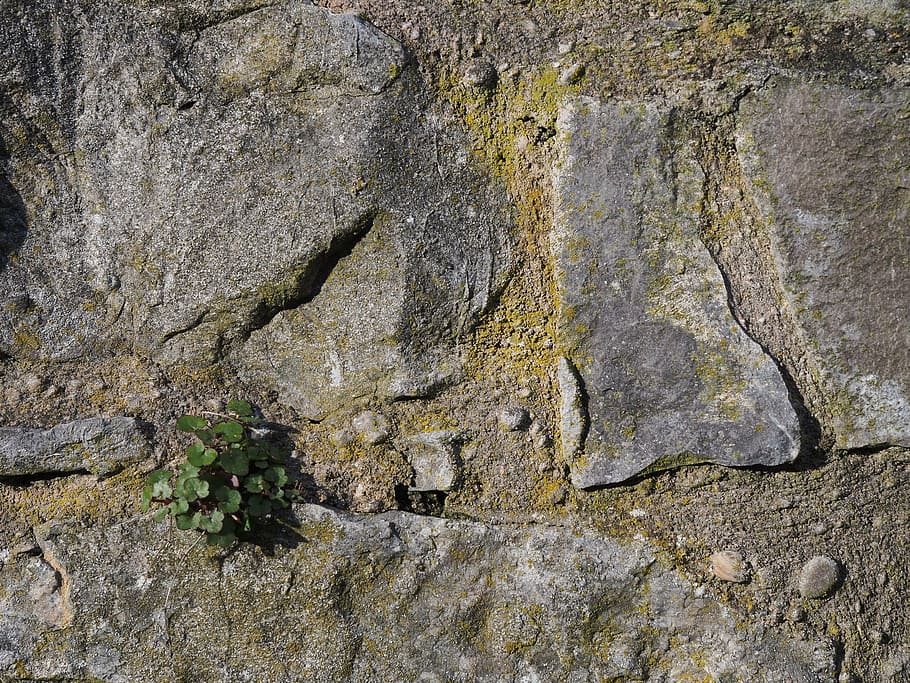 sten-, væg, mønster, struktur, ru, klippe, vegetation, plante, mørtel, grå, tekstureret, fuld ramme, baggrunde, dag, ingen mennesker, rock-objekt, solid, tæt på, natur, udendørs, forvitret, træstamme, bagagerum, vækst, træ, rock formation, mos, lichen, bark, 4K