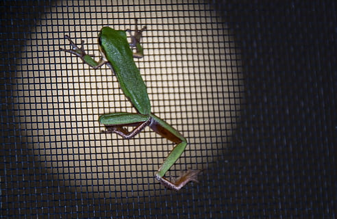 rana, verde, minuscolo, zanzariera, nero, notte, nativo, Queensland, Australia, un animale, colore verde, temi animali, animali allo stato selvatico, fauna selvatica, avvicinamento, nessuno, insetto, rettile, in casa, animale, invertebrato, vista dall'alto, modello, natura, giorno, vertebrato, parte del corpo animale, mantide religiosa, 2K, CC0, dominio pubblico, privo di copyright