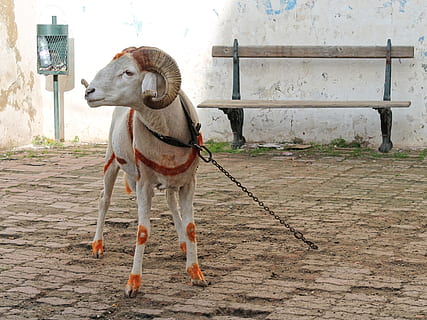 bock, mutton, sheep, horns, alger, kasbah, north africa, old town, wool, livestock, domestic, pets, domestic animals, mammal, animal themes, one animal, animal, vertebrate, leash, dog, canine, pet leash, collar, day, pet collar, no people, standing, full length, footpath, built structure, 2K, CC0, public domain, royalty free