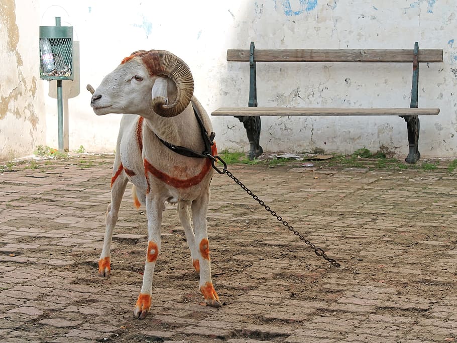 bock, carn d'ovella, ovelles, banyes, alger, kasbah, nord d'Àfrica, barri antic, llana, bestiar, nacional, mascotes, animals domèstics, mamífer, temes d'animals, un animal, animal, vertebrats, corretja, gos, caní, corretja de mascotes, coll, dia, coll de mascotes, cap gent, de peu, longitud completa, sendera, estructura construïda, 2K
