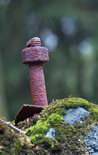 cargol, inoxidable, tecnologia, bosc, pedra, molsa, rovellat, metall, cap gent, centrar-se en primer pla, enfocament selectiu, dia, primer pla, naturalesa, planta, sòlid, pern, a l'aire lliure, femella - sostenidor, rock - object, textura, rock, resistent, declivi, deteriorament, creixement, 2K, CC0, domini públic, lliure de regalies