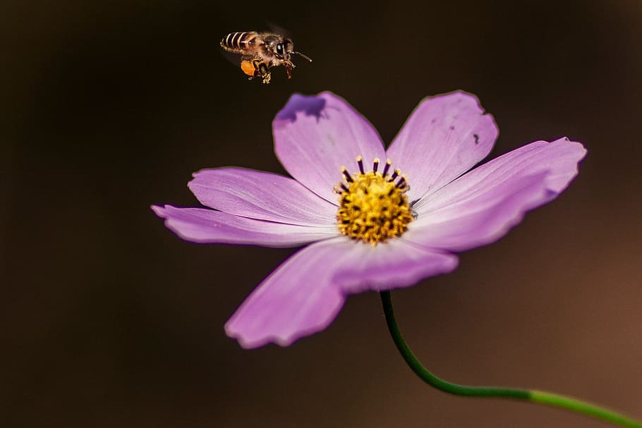 blomst, og, bier, blomstrende plante, friskhed, skrøbelighed, kronblad, plante, sårbarhed, skønhed i naturen, blomsterhoved, tæt på, insekt, dyre temaer, pollen, natur, dyr, ingen mennesker, sort baggrund, dyreliv, lilla, bestøvning, 1080P
