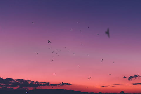 le coucher du soleil, ciel, nuage, des oiseaux, en volant, thèmes animaux, vertébré, animal, oiseau, la faune des animaux, animaux à l'état sauvage, groupe d'animaux, grand groupe d'animaux, couleur rose, vol d'oiseaux, beauté dans la nature, la nature, personne, silhouette, paysages - nature, violet, scène tranquille, en plein air, liberté, 5K, CC0, domaine public, libre de droits