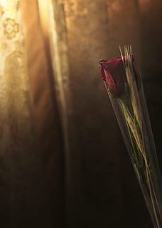 Foto, rot, Rose, flach, fokus fotografie, Pinsel, Kunst, Farbe, Hintergründe, keine Leute, Nahansicht, drinnen, Tag, Pflanze, selektiver Fokus, Blume, Natur, einzelnes Objekt, blühende Pflanze, Schönheit in der Natur, Frische, draußen, Stillleben, Pflanzenteil, Fokus auf den Vordergrund, Pflanzenstamm, Holz - Material, Essen und Trinken, Getreidepflanze, 4K, CC0, gemeinfrei, lizenzfrei