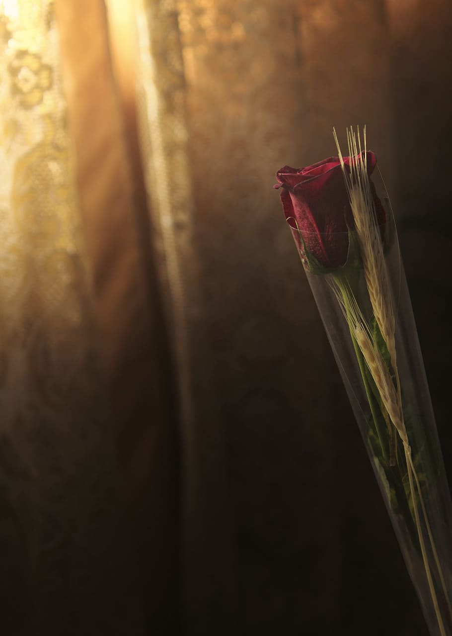 Foto, rød, Rose, overfladisk, fokus fotografering, pensel, kunst, maling, baggrunde, ingen mennesker, tæt på, indendørs, dag, plante, selektiv fokusering, blomst, natur, enkelt objekt, blomstrende plante, skønhed i naturen, friskhed, udendørs, stilleben, plante del, fokus på forgrunden, plantestamme, træ - materiale, mad og drikke, korn plante, 4K