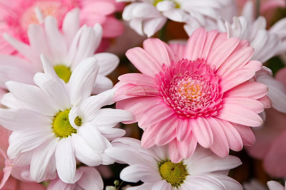 rosa, blanc, flors de pètals, fons, florir, florint, flor, bouquet, brillant, munt, crisantem, colorit, margarida, decoració, flora, floral, gerbera, pètal, dia de Sant Valentí, gerberas, crisantems, planta amb flors, planta, color rosa, frescor, bellesa a la natura, primer pla, fragilitat, vulnerabilitat, cap de flor, inflorescència, naturalesa, creixement, cap gent, peònia, centrar-se en primer pla, pol·len, a l'aire lliure, primavera, arranjament floral, jardí ornamental, 1080P