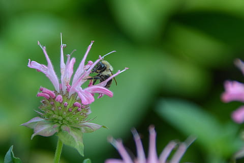 abeja, abejorro, meme, insecto, verano, polinizador, polinización, beebalm, monarda, planta nativa, naturaleza, fauna silvestre, andar de forma vacilante, jardín, flor, planta, crecimiento, púrpura, fragilidad, planta floreciendo, temas de animales, frescura, belleza en la naturaleza, animal, un animal, vulnerabilidad, pétalo, de cerca, fauna animal, animales en la naturaleza, invertebrado, color rosa, cabeza de flor, nadie, jardín ornamental, 1080P, CC0, dominio público, libre de derechos