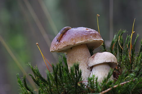 bolets marrons, cep, cargol, bosc, llum, molsa, estiu, bolets, recerca de bolets, naturalesa, fong, creixement, toadstool, primer pla, vegetals, planta, menjar, terra, cap gent, bolets comestibles, dia, enfocament selectiu, bellesa a la natura, camp, frescor, color verd, centrar-se en primer pla, menjar i beguda, a l'aire lliure, 5K, CC0, domini públic, lliure de regalies