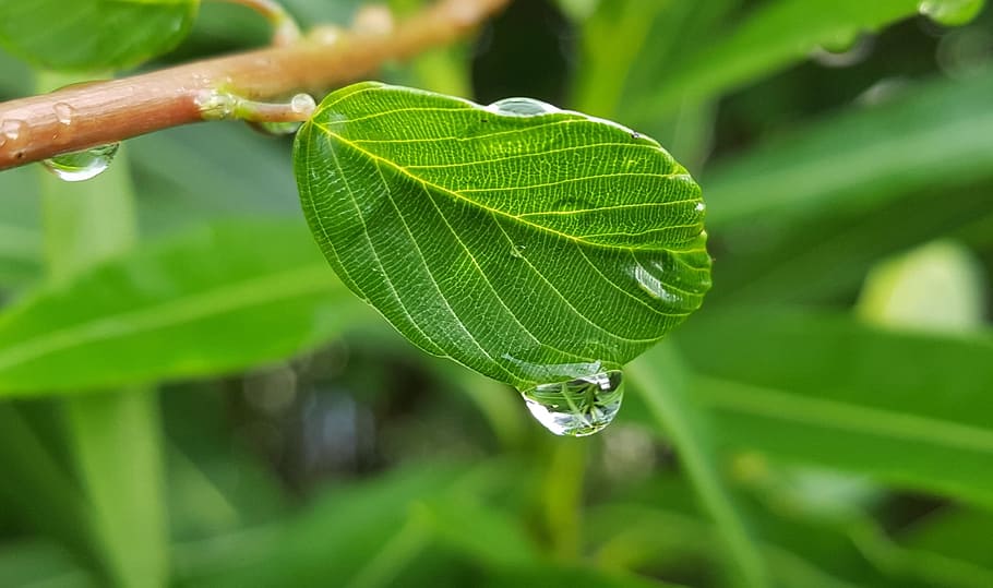 full, fulles, humit, aigua, gotetes, comptes, aigua, gota, llàgrimes, plorar, perles, pluja, plovent, verd, fullatge, arbre, naturalesa, botànica, flora, glisten, brillant, color verd, creixement, tirar, part de la planta, planta, primer pla, frescor, bellesa a la natura, cap gent, a l'aire lliure, dia, menjar i beguda, enfocament selectiu, centrar-se en primer pla, puresa, rosada, 2K