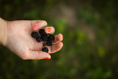 person, holding, blueberries, shallow, focus photography, berries, blackberries, fruits, food, hands, human body part, human hand, one person, fruit, real people, outdoors, focus on foreground, close-up, red, hand, food and drink, healthy eating, day, body part, berry fruit, freshness, wellbeing, finger, human finger, nature, gardening, ripe, 5K, CC0, public domain, royalty free