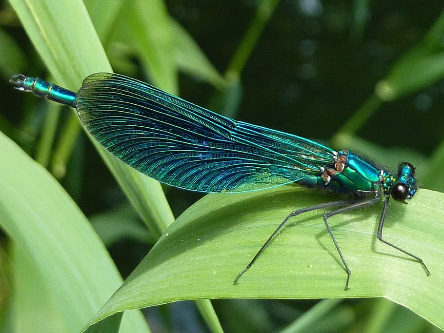 Grün, Libelle, Grasblatt, tagsüber, Gras, Blatt, Gliederfüßer, Insekt, Makro, Natur, schließen, Insektenmakro, Tier, Nahansicht, Tierwelt, Tierflügel, grüne Farbe, Damselfly, Sommer-, Pflanze, Schönheit in der Natur, Tierthemen, ein Tier, wirbellos, Pflanzenteil, Tiere in freier Wildbahn, Fokus auf den Vordergrund, Tag, keine Leute, Wachstum, Blau, draußen, Grashalm, 4K