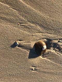 strand, skal, rullesten, sand, hav, sommer, deco, ferie, natur, småsten, sten-, Nordsøen, hukommelse, stilleben, baggrund, kyst, jord, sollys, høj vinkel visning, skygge, dag, ro, ingen mennesker, udendørs, Brun, rolig scene, skønhed i naturen, fritidsaktivitet, livsstil, vand, våd, 2K, CC0, offentligt domæne, royaltyfrie