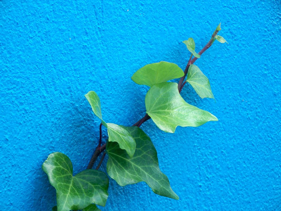 heura, paret, escalador, part de la planta, full, blau, planta, naturalesa, bellesa a la natura, cap gent, primer pla, color verd, creixement, flor, funció de construcció de parets, frescor, dia, planta amb flors, vulnerabilitat, fragilitat, a l'aire lliure, vista d’angle alt, pètal, fulles, fons blau, 4K