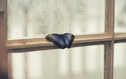 foto, posat de papallona, finestra, seure, esperant, jo, esperant-te, papallona, ala, panell de finestra, amor, un animal, temes d'animals, animals a la natura, dia, fauna animal, animal, invertebrat, cap gent, insecte, centrar-se en primer pla, ala dels animals, primer pla, a l'interior, vidre - material, naturalesa, material de fusta, cortina, enfocament selectiu, papallona - insecte, marc de finestra, 5K, CC0, domini públic, lliure de regalies