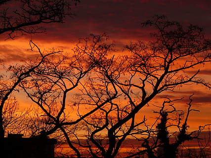 posta de sol, cel, núvols, abendstimmung, sol, romanç, foc, resplendor, cremar, cremant, arbre, estètic, brillar, amor, naturalesa, silueta, color taronja, núvol - cel, bellesa a la natura, escenics - natura, branca, arbre nu, planta, tranquil·litat, cap gent, cel dramàtic, escena tranquil·la, a l'aire lliure, vista d’angle baix, idíl·lic, majestuós, cel romàntic, 2K, CC0, domini públic, lliure de regalies