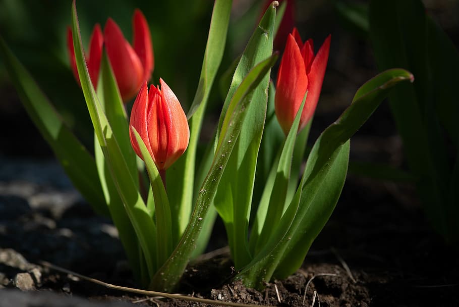 lalele, roșu, roșu lalele, mic, mici lalele, grădină, in gradina, primăvară, flori de primăvară, natură, floră, închide, fotografie florală, a inflori, floare, plantă, planta cu flori, prospeţime, creştere, a închide, frumusețe în natură, Culoarea verde, vulnerabilitate, fragilitate, nici o persoana, petală, inflorescenţă, zi, să se concentreze asupra primelor elemente, cap de floare, parte a plantelor, în aer liber, 2K