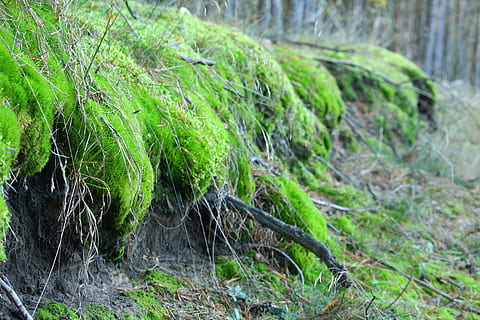 muschio, foresta, natura, radice, rete radice, ceppo, all'aperto, pianta, colore verde, crescita, nessuno, giorno, concentrarsi sulle conoscenze acquisite, terra, avvicinamento, albero, bellezza nella natura, erba, parte vegetale, la tranquillità, foglia, campo, messa a fuoco selettiva, 5K, CC0, dominio pubblico, privo di copyright