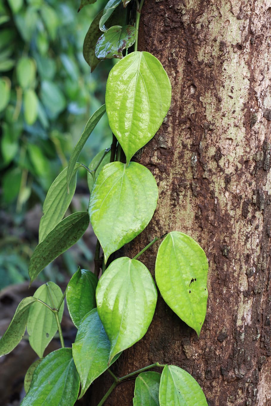 hoja, vegetariano, pimienta, trozo, cocina, parte de la planta, color verde, crecimiento, planta, naturaleza, de cerca, nadie, belleza en la naturaleza, día, frescura, al aire libre, vista de alto ángulo, tronco de arbol, el maletero, árbol, centrarse en primer plano, vulnerabilidad, tierra, botánica, hojas, 4K