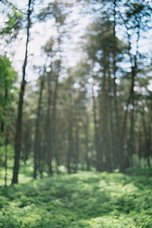 Frühlingswald, defokussiert, Frühling, Wald, abstrakt, Natur, Baum, draußen, grüne Farbe, Landschaft, Sommer-, keine Leute, szenen, Tag, Schönheit in der Natur, Jahreszeit, Fokus auf den Vordergrund, Gras, Pflanze, Land, Ruhe, ruhige Szene, Wachstum, Nicht-städtische Szene, Kofferraum, Baumstamm, Szenen - Natur, Sonnenlicht, 2K, CC0, gemeinfrei, lizenzfrei