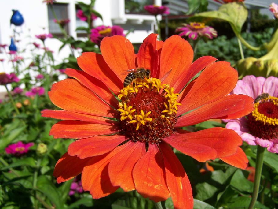 cini, vermell, abella, insecte, flor, cini red, abella, vermell, jardí, primavera, estiu, bellesa a la natura, naturalesa, pètal, planta, cap gent, planta amb flors, fragilitat, frescor, creixement, vulnerabilitat, cap de flor, inflorescència, primer pla, pol·len, fauna animal, animals a la natura, centrar-se en primer pla, animal, temes d'animals, color taronja, polinització, a l'aire lliure, 2K