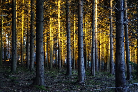 bruin boombos, zonlicht, magie, goud, boom, bomen, biologisch, landbouw, buitenshuis, milieu, romp, bladeren, takken, natuur, bos-, Bos, wildernis, bossen, herfst, landschap, blad, Vakantiebestemmingen, schoonheid in de natuur, seizoen, rustige scène, geen mensen, groene kleur, niet-stedelijke scène, boomstam, kleurenbeeld, tak, licht - natuurverschijnsel, kalmte, land-, fabriek, groei, dag, bamboe, scenics - natuur, bamboebos, bamboe - plant, 1080P, CC0, publiek domein, royaltyvrij