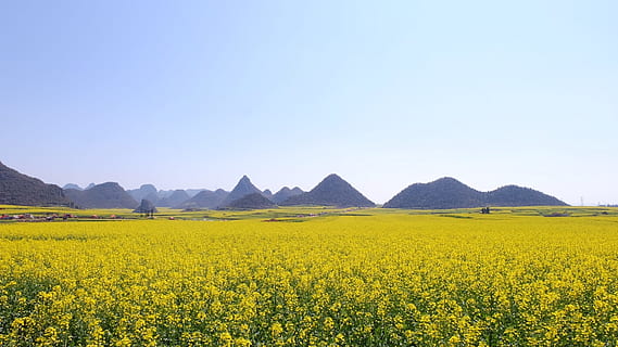 voldtage, Luoping, Kina, cole, bakke, gul, landskab, miljø, skønhed i naturen, jord, plante, bjerg, himmel, blomst, scenics - natur, landlige scene, skyfri himmel, rolig scene, raps, blomstrende plante, natur, ro, Mark, bjergkæde, ingen mennesker, forår, udendørs, 1080P, CC0, offentligt domæne, royaltyfrie