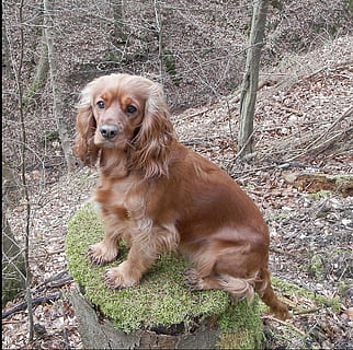 hond, cocker, spaniel, bruin, huisdier, huisdieren, dier, schattig, Cocker spaniel, rasechte hond, op zoek, zoogdier, hoektand, één dier, dierlijke thema's, huiselijk, gewerveld, land-, veld-, dag, geen mensen, portret, natuur, wegkijken, fabriek, zittend, 1080P, CC0, publiek domein, royaltyvrij
