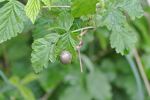 tæt, blad, grøn, snegl, parkere, plante del, grøn farve, plante, vækst, tæt på, mad og drikke, mad, frugt, sund kost, fokus på forgrunden, dag, natur, friskhed, træ, ingen mennesker, skønhed i naturen, umodne, udendørs, velvære, moden, 2K, CC0, offentligt domæne, royaltyfrie