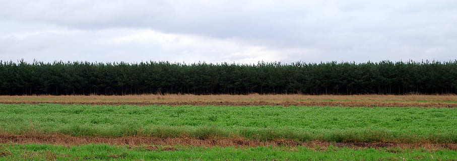 eng, skog, himmel, lag, setebelter, linjer, rett, espalier, gress, felt, tre, landskap, skyet, skydekke, skyer, høst, natur, Polen, anlegg, sky - himmel, miljø, land, jordbruk, landlige scene, grønn farge, ingen folk, avling, dag, vekst, kornavlinger, gård, mat, utendørs, 5K, CC0, offentlig domene, opphavsrett gratis