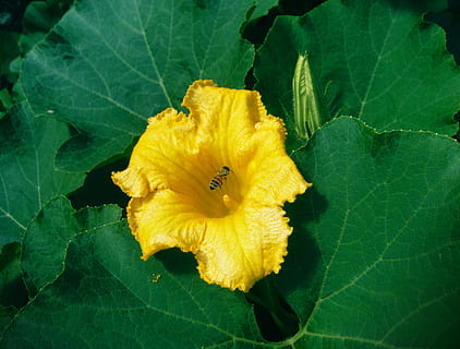dovleac, floare, albină, nectar, colectarea nectarului, planta cu flori, plantă, frunze, parte a plantelor, a închide, creştere, petală, frumusețe în natură, galben, fragilitate, inflorescenţă, prospeţime, vulnerabilitate, cap de floare, natură, Culoarea verde, nici o persoana, zi, botanică, în aer liber, polen, 2K, CC0, domeniu public, fără drepturi de autor