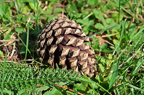 pinya de pi, pi, bosc, pi, bosc, iglak, coníferes, conífera, primer pla, arbre de Nadal, verd, planta, arbre, naturalesa, llavors, estiu, bellesa, flora, tardor, prat, macro, plantes, arbre de coníferes, color verd, marró, Nadal, arbre de fulla perenne, herba, camp, dia, full, creixement, terra, cap gent, centrar-se en primer pla, part de la planta, bellesa a la natura, a l'aire lliure, fong, tranquil·litat, animal, bolets, toadstool, 4K, CC0, domini públic, lliure de regalies