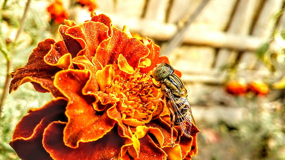 insecto, Flores rojas, macro, flor, planta floreciendo, planta, cabeza de flor, fragilidad, de cerca, crecimiento, centrarse en primer plano, vulnerabilidad, pétalo, inflorescencia, belleza en la naturaleza, color naranja, día, naturaleza, frescura, nadie, maravilla, al aire libre, polen, planta marchita, 2K, CC0, dominio público, libre de derechos