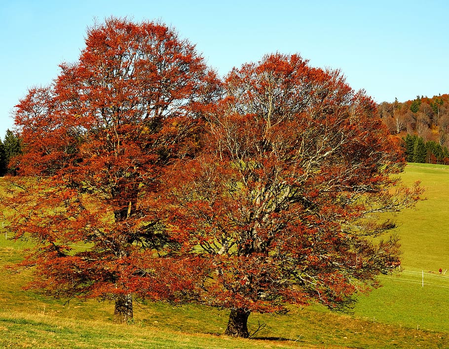 dos, vermell, arbres de fulles, foto de muntanya, arbres, llibre, arbres caducifolis, arbres vells, arbres nusos, història de la vida, humor, fulles, daurat, colors de la tardor, colorit, pintoresca, paisatge de tardor, farbenpracht, tardor, tardor daurat, paisatge, humor de tardor, farbenspiel, coloració, brillant, octubre daurat, cel, blau, bosc, motius de la tardor, bosc de tardor, canvi, arbre, planta, bellesa a la natura, color taronja, creixement, naturalesa, dia, tranquil·litat, escena tranquil·la, escenics - natura, camp, cap gent, terra, a l'aire lliure, medi ambient, herba, caure, condició natural, 4K