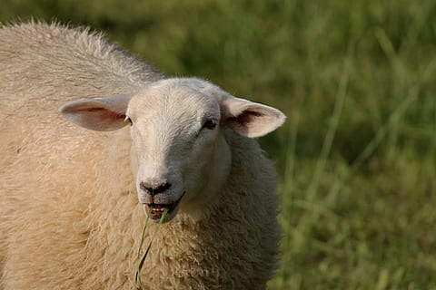 ovelha, comendo, come, retrato, sheepshead, animal, pecuária, lã, Visão, face, pele, natureza, retrato animal, Prado, perto, agricultura, mamífero, pasto, mundo animal, cara de ovelha, fotografia da vida selvagem, grama, orelhas, lã de ovelha, lâmina de grama, pé, dente, comer, temas animais, animais domésticos, doméstico, um animal, pets, olhando para a câmera, plantar, focar em primeiro plano, dia, vertebrado, animal jovem, fechar-se, ninguém, ao ar livre, herbívoro, cabeça de animal, focinho, 4K, CC0, domínio público, royalty free