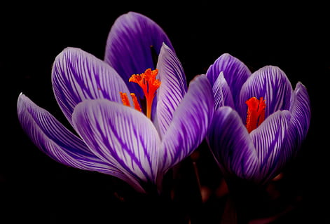 viola, rosso, fiori, croco, fioritura, primavera, vicino, fiore, fiorire, macro, pianta, giardino, natura, flora, stami, polline d'api, a strisce, colore, francobollo, pianta fiorita, petalo, bellezza nella natura, freschezza, vulnerabilità, fragilità, sfondo nero, infiorescenza, avvicinamento, testa di fiore, girato in studio, crescita, nessuno, multicolore, in casa, polline, morbidezza, 4K, CC0, dominio pubblico, privo di copyright