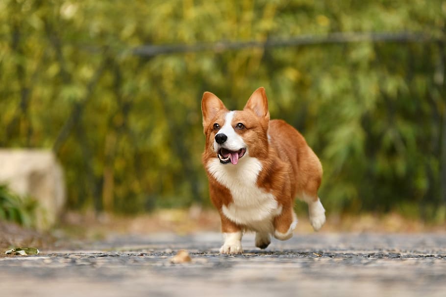 blanc, marró, pembroke welsh corgi, corrent, gris, sòl, durant el dia, mascotes, gos, un animal, caní, temes d'animals, animal, mamífer, nacional, animals domèstics, dia, moviment, enfocament selectiu, retrat, en moviment, naturalesa, a l'aire lliure, cap gent, mirant la càmera, petit, gos de pura raça, boca oberta, 2K