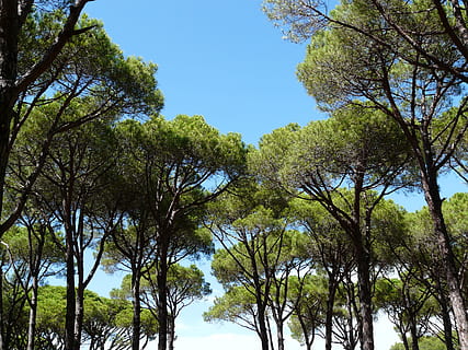 Çam ormanı, ağaçlar, gölge, tatil, çam, orman, güneyli, gökyüzü, güzel, yaz, ağaç, doğa, düşük açılı görünüş, gün, açık havada, bitki, büyüme, huzur, doğada güzellik, yeşil renk, insansız, şube, açık hava, sakin sahne, manzaralar - doğa, ağaç gövdesi, mavi, gövde, Güneş ışığı, ağaç gölgeliği, 2K, CC0, kamu malı, telif ücretsiz