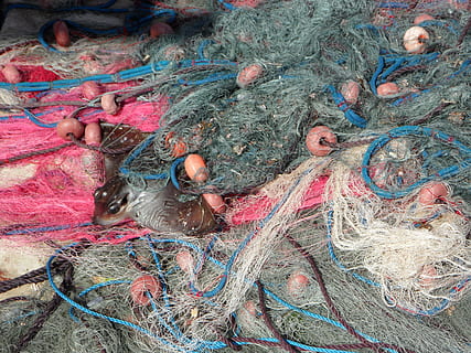 redes de pesca, apanhado, por captura, pegar, fang, pescaria, peixe, ninguém, dia, fechar-se, ao ar livre, temas animais, visão de alto ângulo, Rede de pesca, rede de pesca comercial, multi colorido, indústria pesqueira, vertebrado, corda, agua, representação, pássaro, grupo de animais, atividade, 4K, CC0, domínio público, royalty free