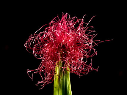 Mais, fiore, fioritura, fiore di mais, mais fiorito, rosso, sfondo nero, nessuno, girato in studio, avvicinamento, pianta, pianta fiorita, freschezza, fragilità, vulnerabilità, in casa, bellezza nella natura, natura, crescita, infiorescenza, testa di fiore, petalo, notte, 4K, CC0, dominio pubblico, privo di copyright