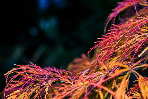 maple, red, fall foliage, leaf, autumn, tree, nature, leaves, bush, branch, red maple, plant, fan maple, needle leaf maple, maple leaves, japanese, coloring, red maple leaves, japanese maple, multi colored, motion, no people, celebration, close-up, outdoors, vibrant color, pink color, illuminated, event, selective focus, day, long exposure, blurred motion, light trail, purple, 4K, CC0, public domain, royalty free