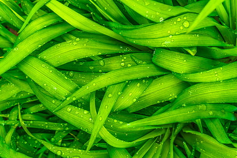apă, picături, frunze, natură, verde, primăvară, abstract, plante, prelinge, rouă, iarbă, dimineaţă, Culoarea verde, cadru complet, prospeţime, fundaluri, vegetal, mancare si bautura, alimente, bunăstare, mâncat sănătos, a închide, nici o persoana, umed, cădere brusca, grup mare de obiecte, mancare cruda, vedere în unghi mare, abundenţă, 5K, CC0, domeniu public, fără drepturi de autor