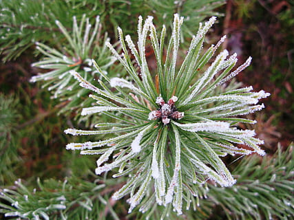 glasur, vinter, granskog, furu, frost, frossen, hvitt, kald, sølv, trær, hvit, is, skog, snø, frostskadet, anlegg, grønn farge, skjønnhet i naturen, tre, furutre, vekst, nåletre, natur, nærbilde, dag, ingen folk, fokusere på forgrunnen, utendørs, Pinaceae, kaldtemperatur, ro, blomst, plante del, land, nål - plantedel, gran tre, 2K, CC0, offentlig domene, opphavsrett gratis