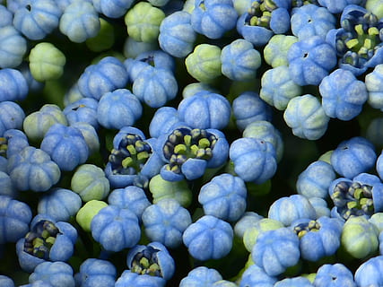 hortensja, pączek, kwiat, pąki kwiatowe, niebieski, hortensja szklarniowa, hydrangeaceae, krzew ozdobny, hortensja macrophylla, zapas beli, flora, roślina, piękny, makro, blisko, zdrowe odżywianie, świeżość, jedzenie i picie, jedzenie, dobre samopoczucie, owoc, obfitość, duża grupa obiektów, pełna ramka, żadnych ludzi, tła, zielony kolor, zbliżenie, dzień, selektywne skupienie, owoce jagodowe, warzywo, biznes, na dworze, fioletowy, 4K, CC0, domena publiczna, darmowe zdjęcia