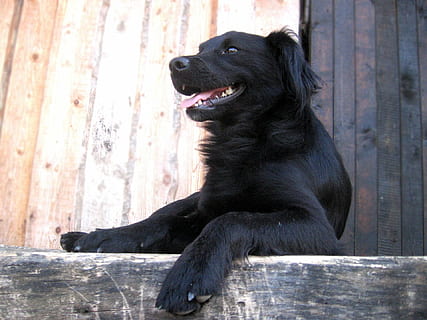gos, mentida, llenguatge, un animal, mamífer, caní, assegut, mirant cap a fora, material de fusta, mirant, color negre, mascotes, vertebrats, animals domèstics, cap gent, nacional, dia, centrar-se en primer pla, a l'aire lliure, boca oberta, 1080P, CC0, domini públic, lliure de regalies