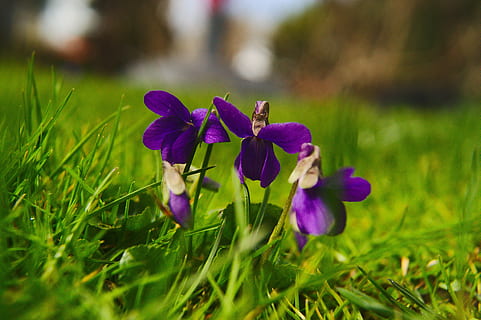 viola silvestris, Veilchen, Frühling, blühende Pflanze, Blume, Pflanze, Frische, Zerbrechlichkeit, Schönheit in der Natur, Verletzlichkeit, lila, Nahansicht, Blütenblatt, Wachstum, Natur, Blütenkopf, Blütenstand, Fokus auf den Vordergrund, keine Leute, grüne Farbe, selektiver Fokus, Gras, Tag, draußen, Iris - Pflanze, 4K, CC0, gemeinfrei, lizenzfrei