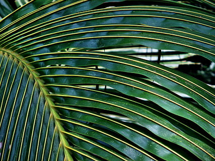 coco, palmell, full, arbre, textura, tropical, naturalesa, viatjar, tròpic, natural, verd, planta, medi ambient, fresc, color, herba, creixement, jardí, ecologia, frescor, orgànic, brillant, disseny, ambiental, macro, la vida, a l'aire lliure, fulles, bosc, color verd, fulla de palma, Palmera, part de la planta, primer pla, clima tropical, patró, cap gent, bellesa a la natura, fons, marc complet, dia, patró natural, botànica, selva tropical, 4K, CC0, domini públic, lliure de regalies