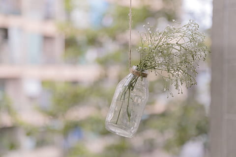 overfladisk, fokus fotografering, grøn, bladede, plante, flaske, glaskrukke, grøn plante, klar, glas flaske, uden for, dagtimerne, blomst, snor, hængende, bundet, natur, udendørs, tæt på, fokus på forgrunden, ingen mennesker, dag, træ, blomstrende plante, glas - materiale, plast, selektiv fokusering, vækst, skønhed i naturen, ro, miljø, kopiere plads, mad og drikke, 5K, CC0, offentligt domæne, royaltyfrie